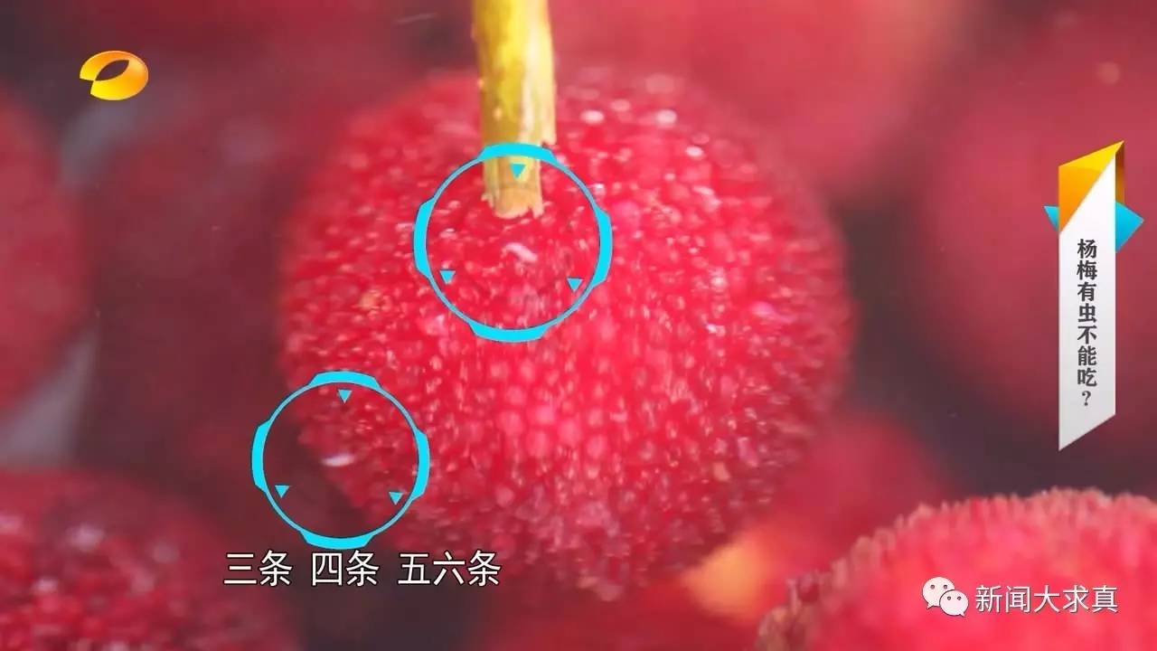 刘东红 " 专家告诉我们,杨梅里的小白虫是果蝇的幼虫