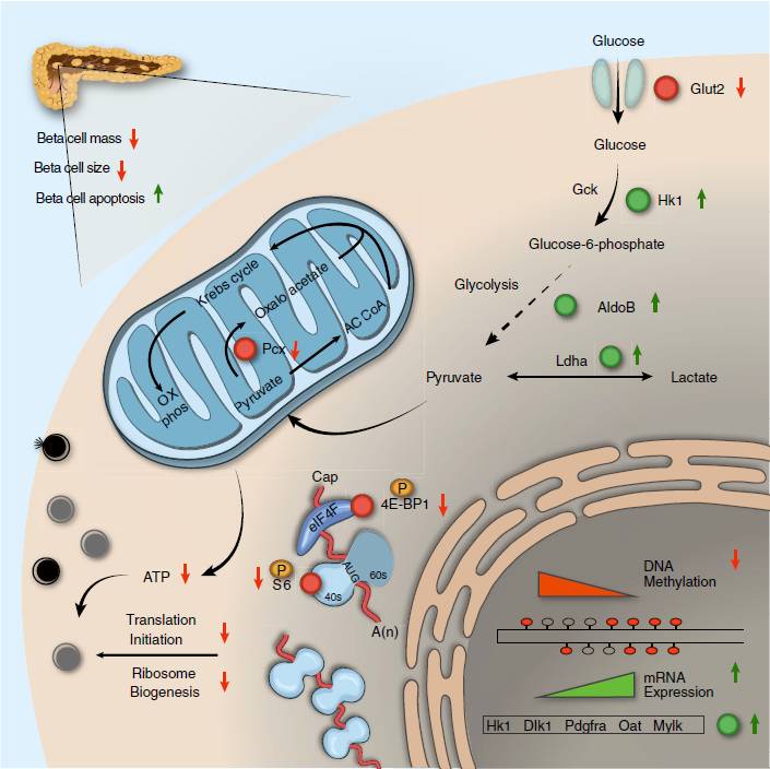 raptor/mtorc1在成人β细胞中的作用mtorc1是营养物质和多种降糖药物