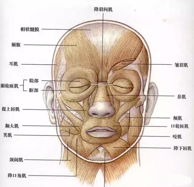 轮匝肌在我们的眼睛上下均有分布,眼轮匝肌又分为眶部和睑部,其中睑部