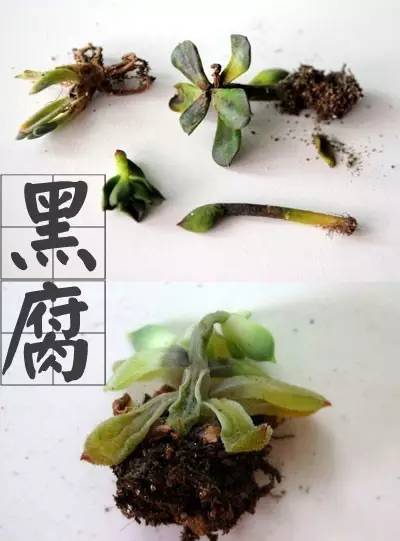 是由"尖孢镰刀菌"这种真菌引起的(不同植物的黑腐病致病真菌不一定一