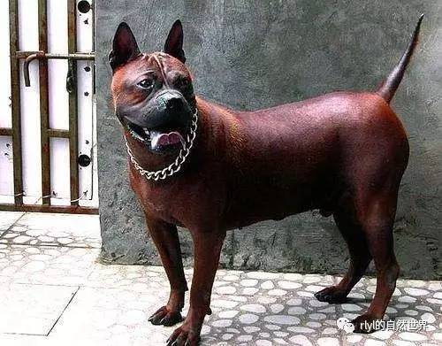 中国本土最凶猛的猎犬被誉为中国比特已频临灭绝