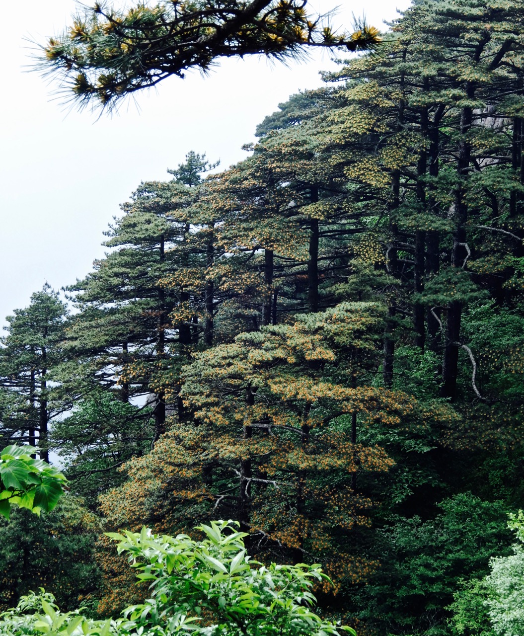 黄山真黄!松树开花漫山遍野一片黄