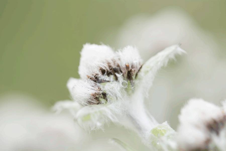 雪绒花 edelweiss