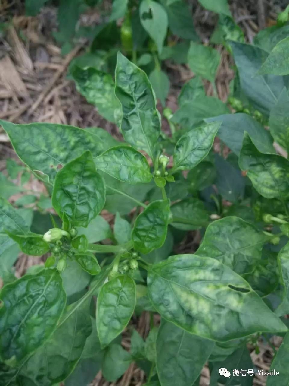 一问一答|辣椒叶片褶皱,辣椒卷叶,木耳菜长红白圈,茄子烂叶,番茄屁股