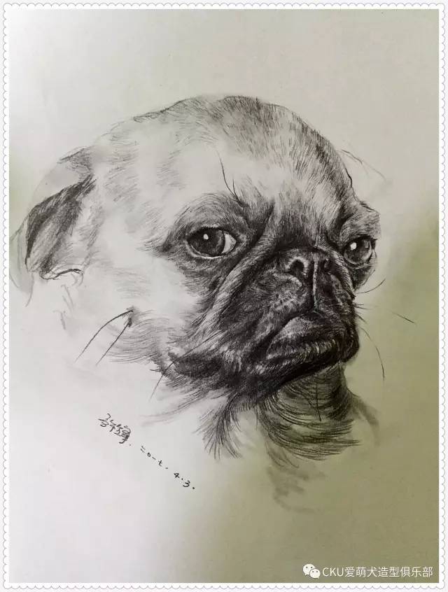 生活不止眼前的苟且,还有动人的狗画 | cku爱萌犬_搜狐宠物_搜狐网