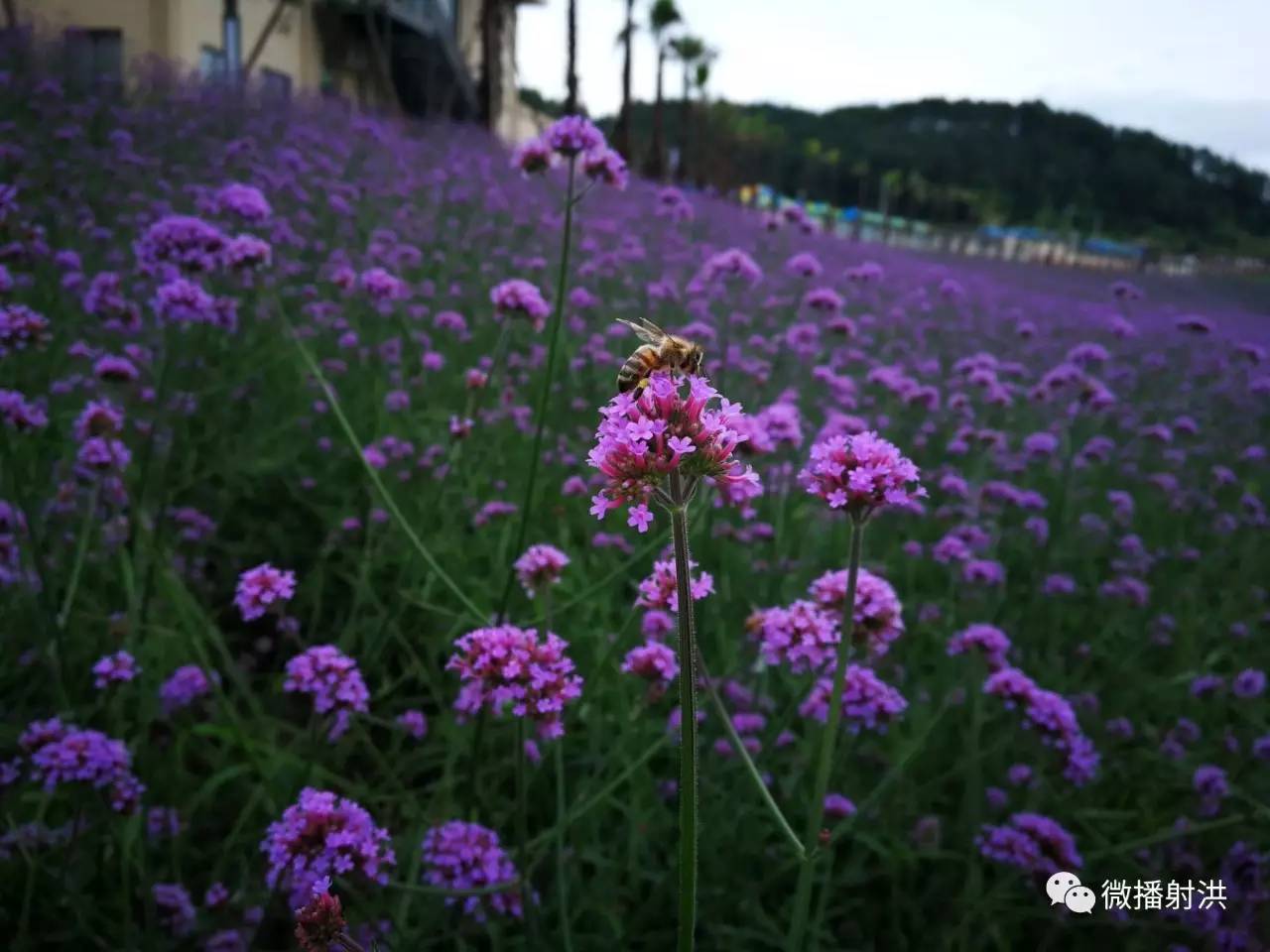 射洪人家门口的普罗旺斯美景 竟藏在这里!