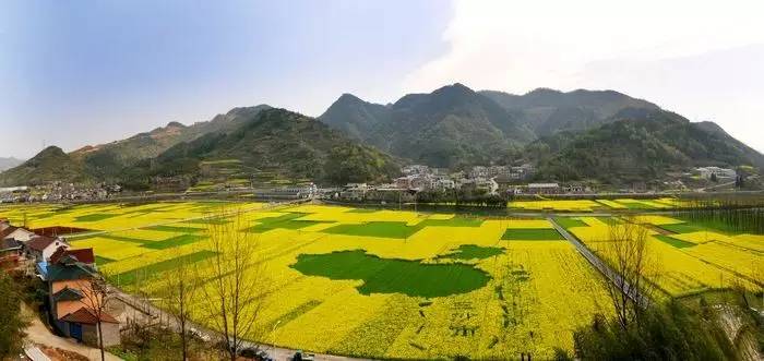 洞桥创意油菜花田