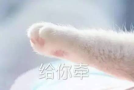 情侣牵手猫爪表情包收好不谢