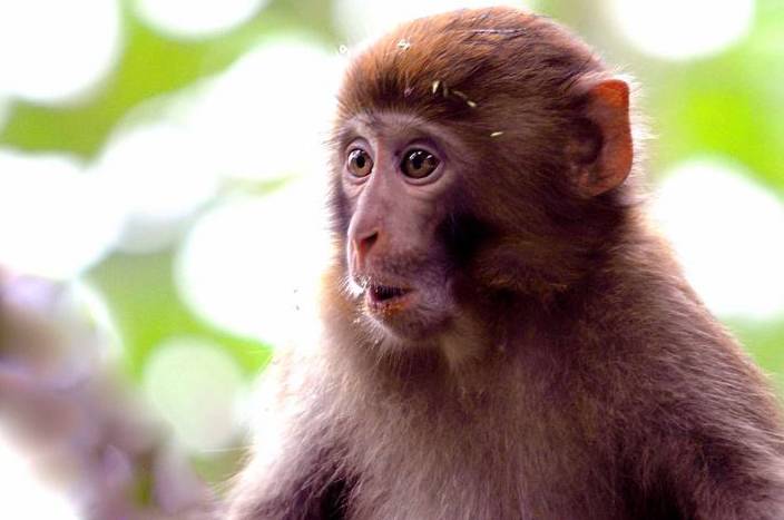两只猴子的成语是什么_这是什么成语看图