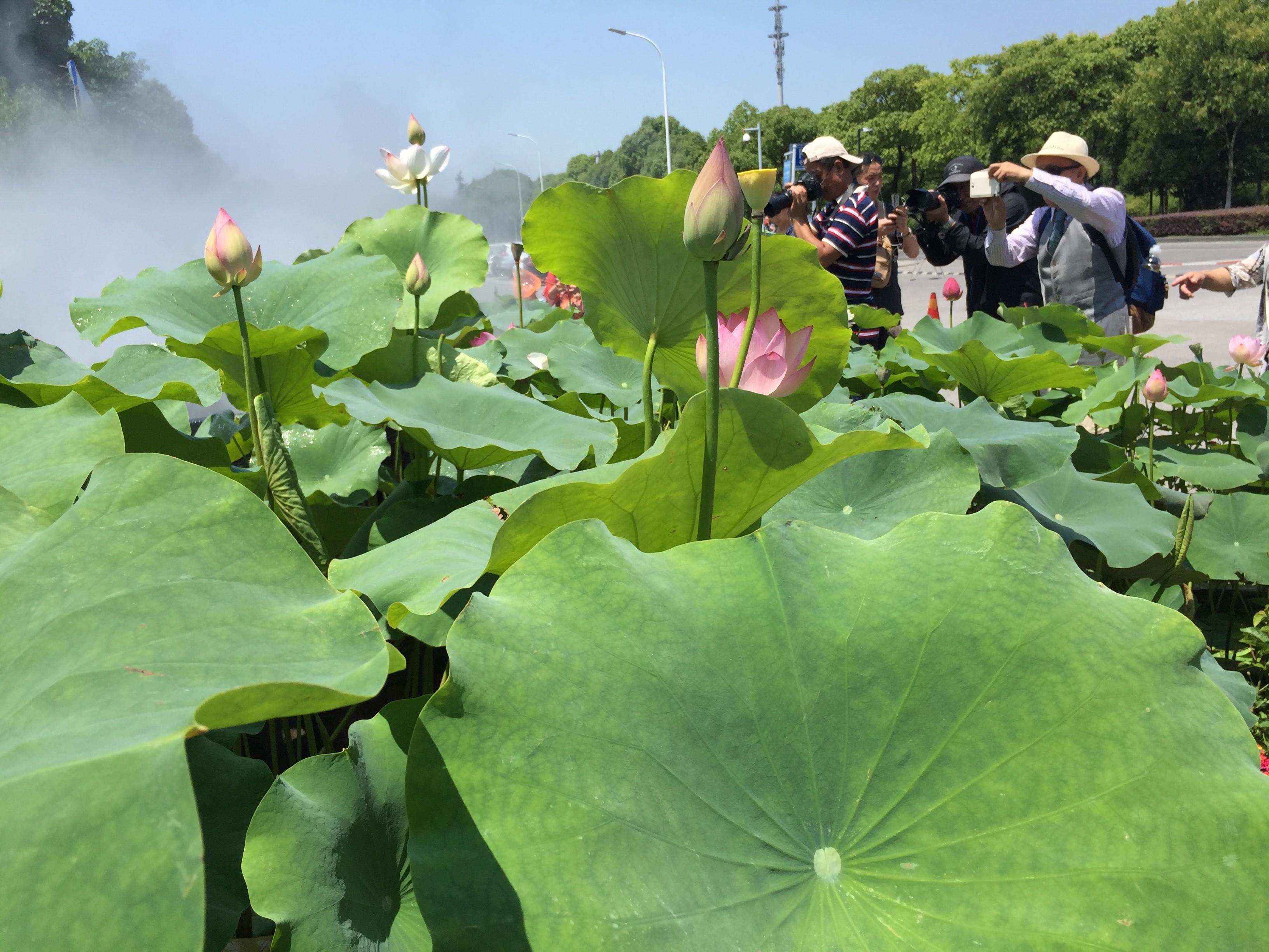 无锡蠡园映日荷花别样红 游客驻足赏花拍照忙