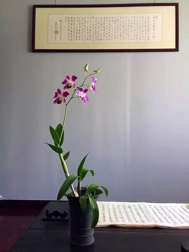 石斛兰的花语