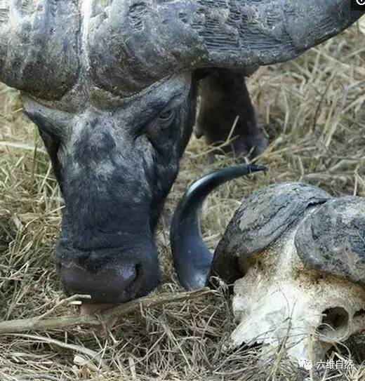 野牛发现同伴骨头,竟表现出暴怒吼叫的战斗眼神