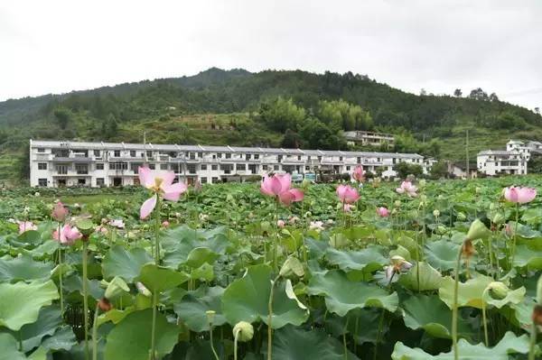 水岩乡古田村