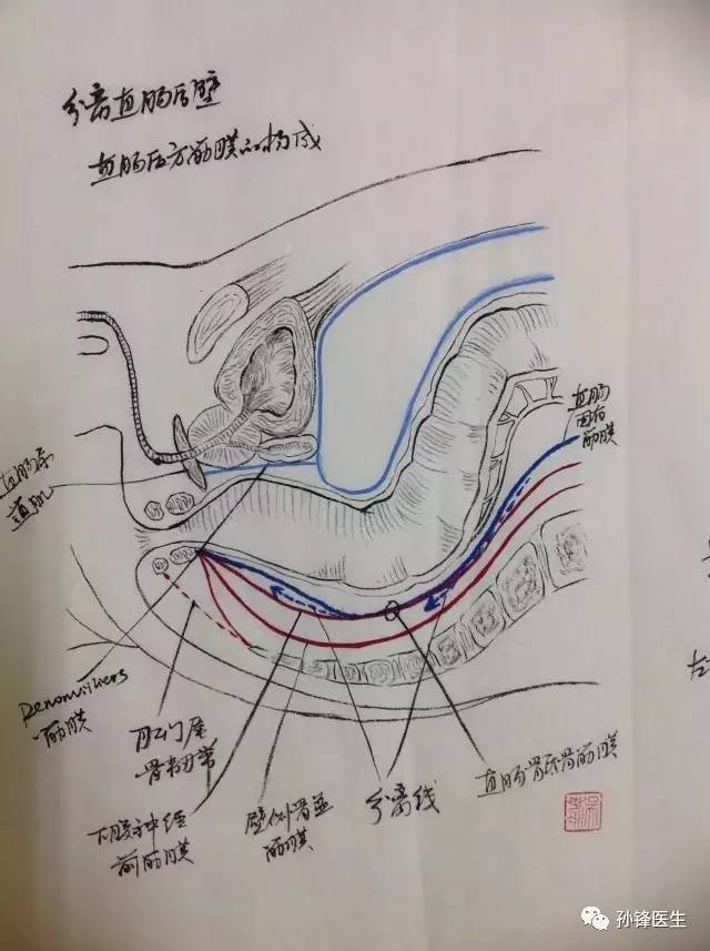 医学图说|直肠外科解剖图谱