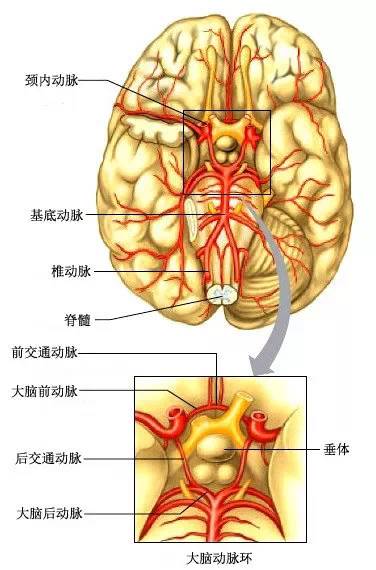 脑底动脉环,又称willis动脉环,由前交通动脉,两侧大脑前动脉,两侧颈