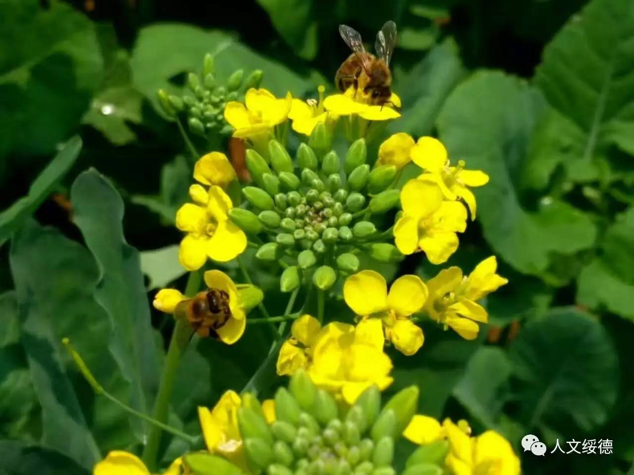 四十里铺几十亩油菜花香飘千里