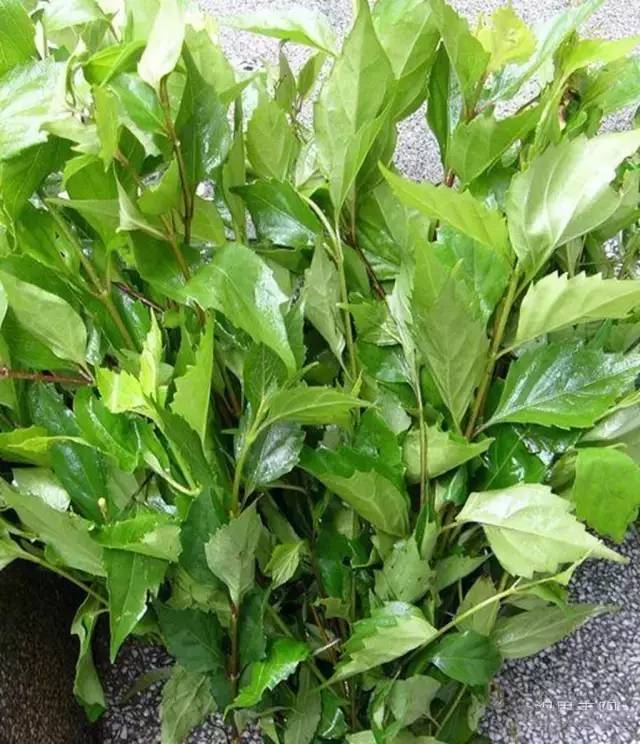 一种落叶灌木本植物的茎叶,在徽州乡间,通常叫"观音草","豆腐柴"等