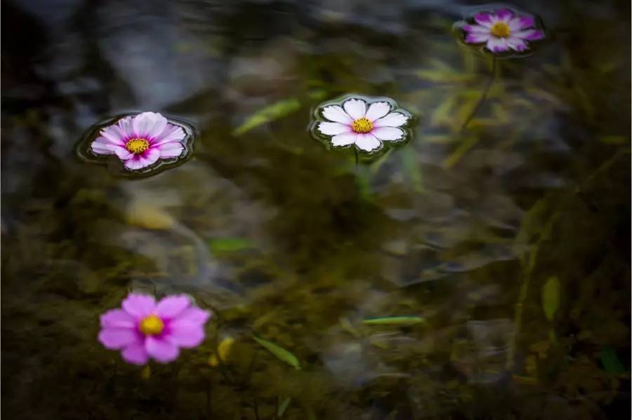 【名人堂】王颖宇:花自飘零 | 图片漂流