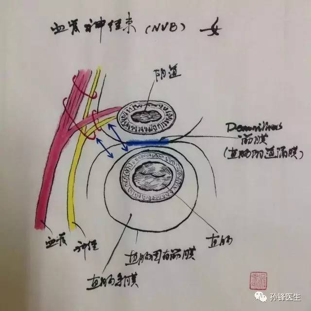 医学图说|直肠外科解剖图谱