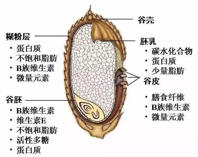 谁说糙米难入口?这样吃,营养口感两不误 推广