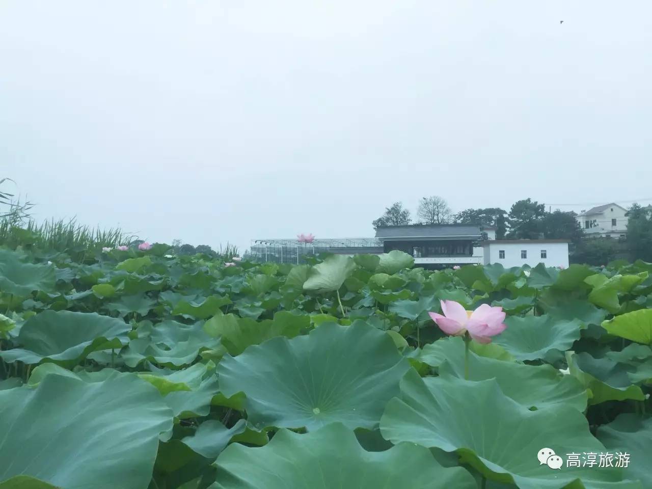 莲藕之乡,荷塘遍布,盘点高淳的"荷"美乡村