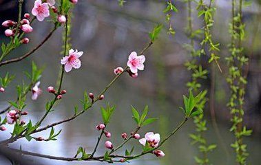 一首临江仙写尽桃花春雨万般风情,临江仙《桃花》