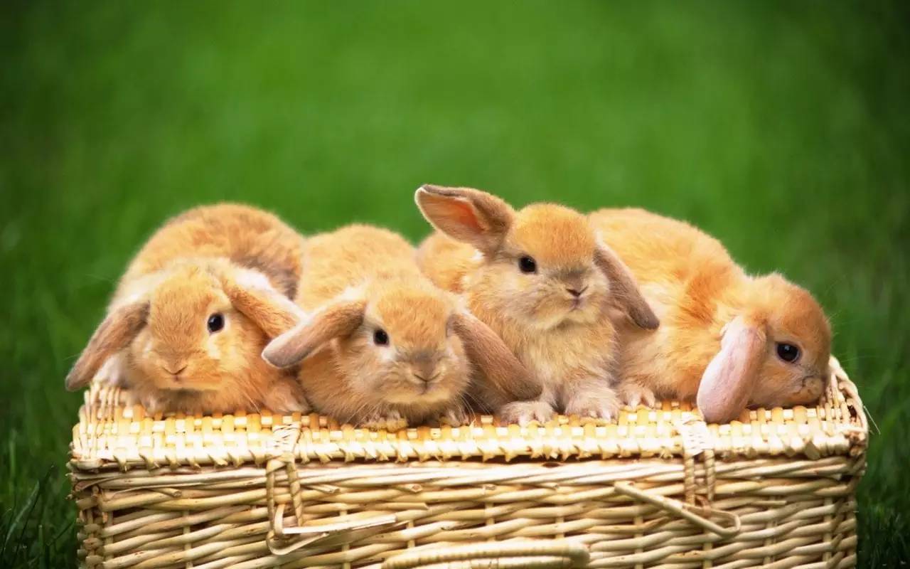 带仔母兔怎么老吃窝里垫草