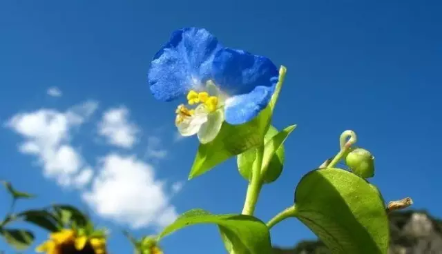 小小可爱的鸭跖草花