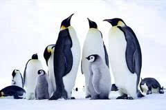 南极点超级团:南极点+帝王企鹅，限10名超级旅行者!_搜狐旅游_搜狐网
