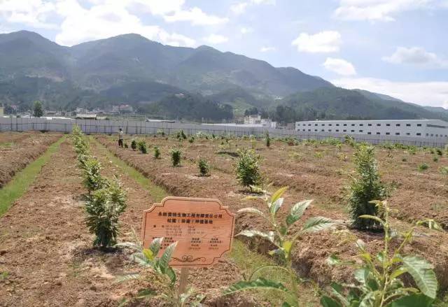 永胜县推进人工种植松露基地建设