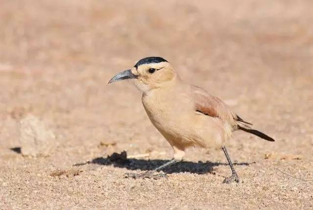 沙漠鸟类塔克拉玛干沙漠中有一条孤独的公路贯穿南北,在公路的周边