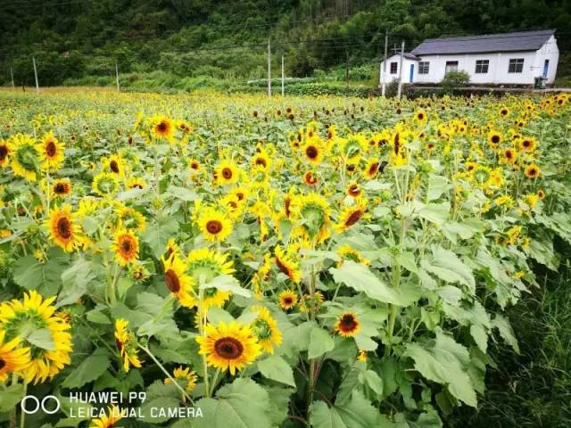 莲花县有多少人口_栩栩如生神像山 一县一品公益助农,广东陆河特色农产品青