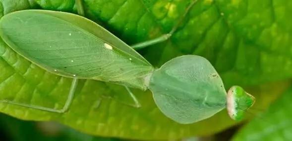 如螳螂目的昆虫在若虫时期体色会随着周遭环境的变化而调节,比如说3龄