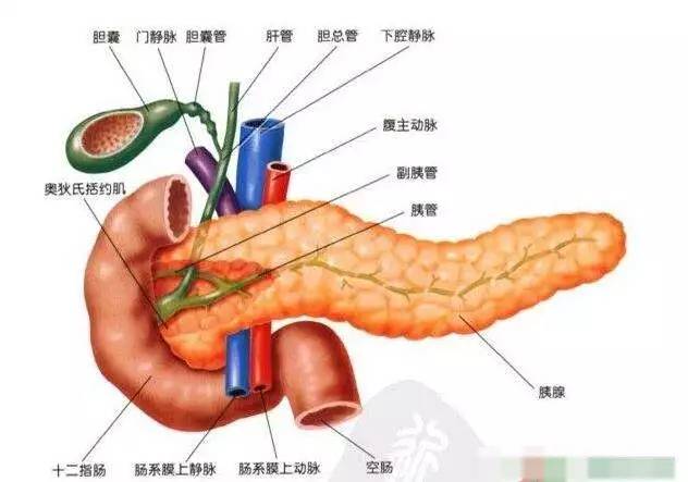 胆总管和胰管位置