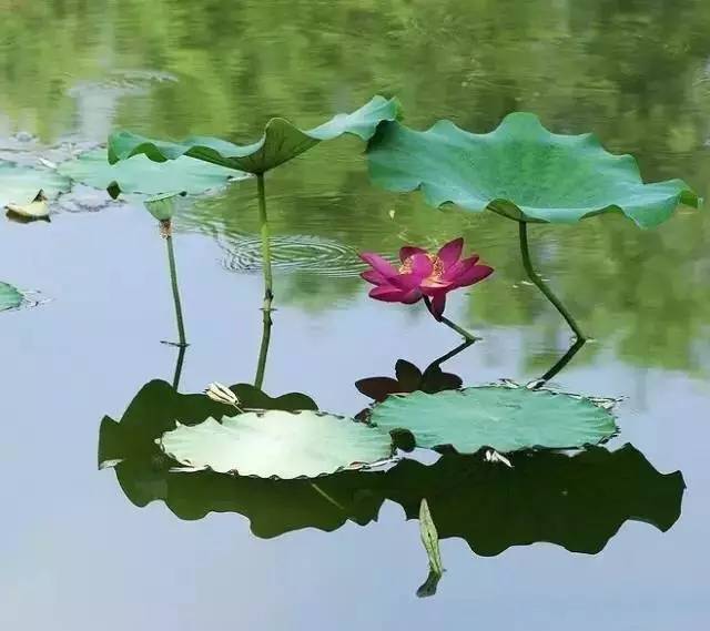 清晨的荷花曲谱_清晨雨后露珠荷花图片(2)