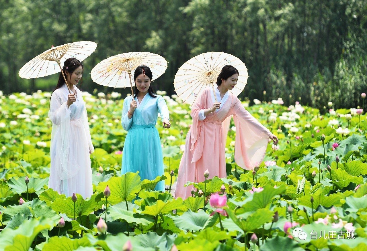 第四届中国台儿庄运河湿地荷花节盛大开幕!