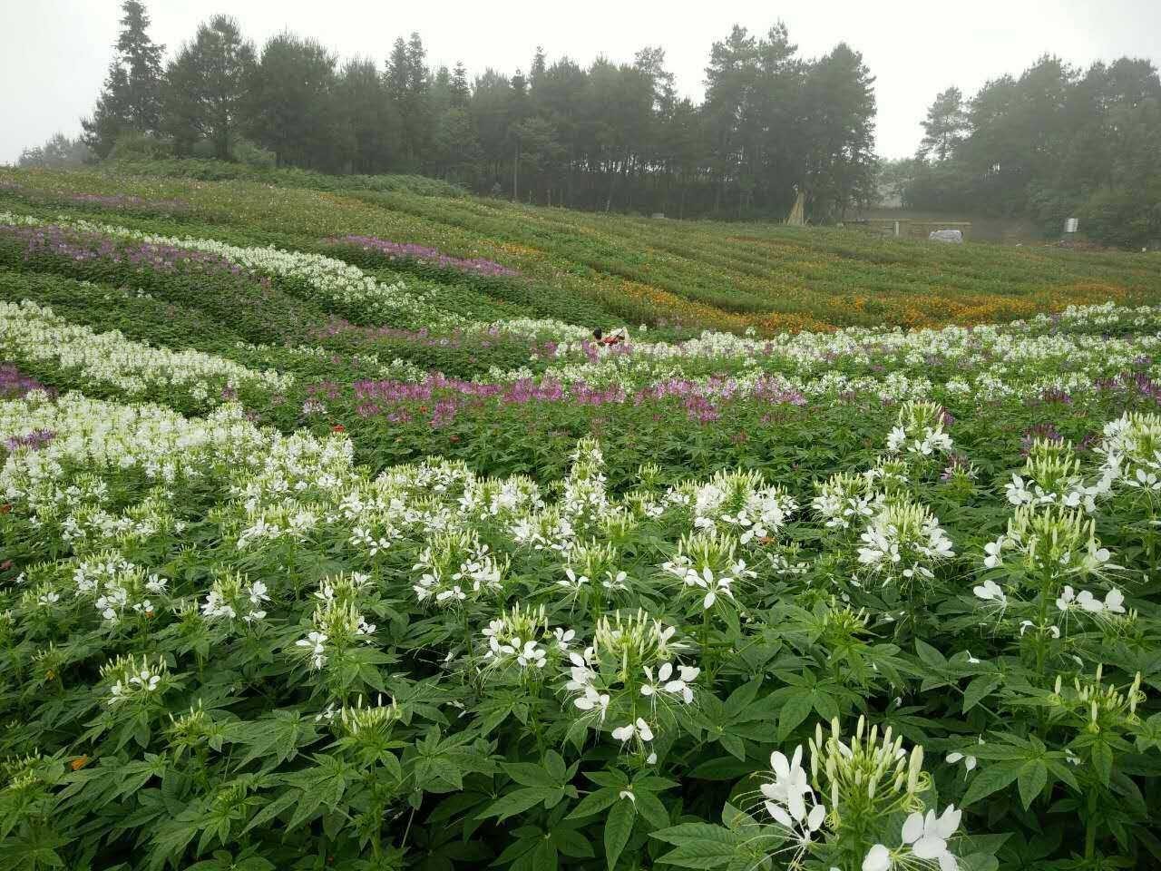 蓝莓园就在花海中 娇艳欲滴的果子挂满枝头.