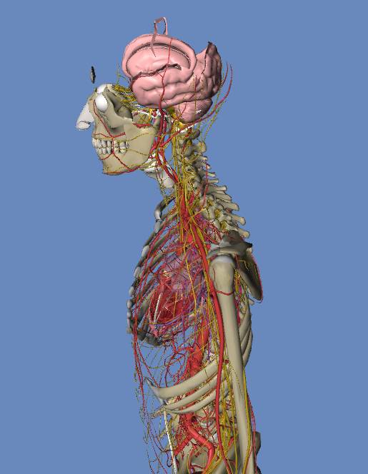 超清3d血管解剖图集