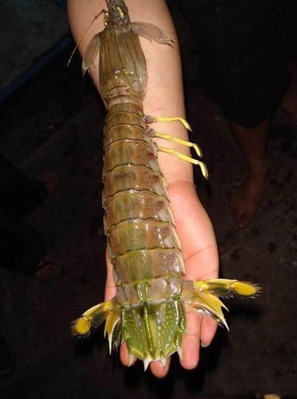 钓到近半米长的皮皮虾,弄熟将其吃掉是什么感觉?