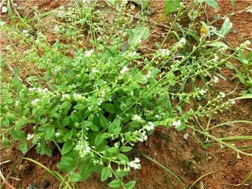 【附地菜 紫草科,附地菜属.有青草气,味微苦涩.