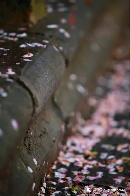 落花有意随流水流水无心恋落花