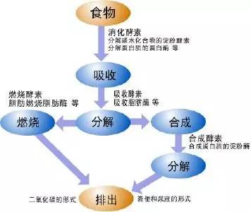 新陈代谢和基础代谢的区别哪些食物可以提高新陈代谢的能力