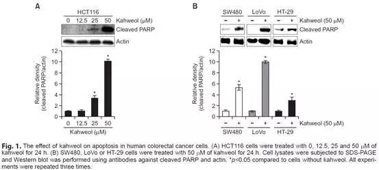 polymerase)是dna修复酶,是细胞凋亡核心成员caspase切割的底物,凋亡