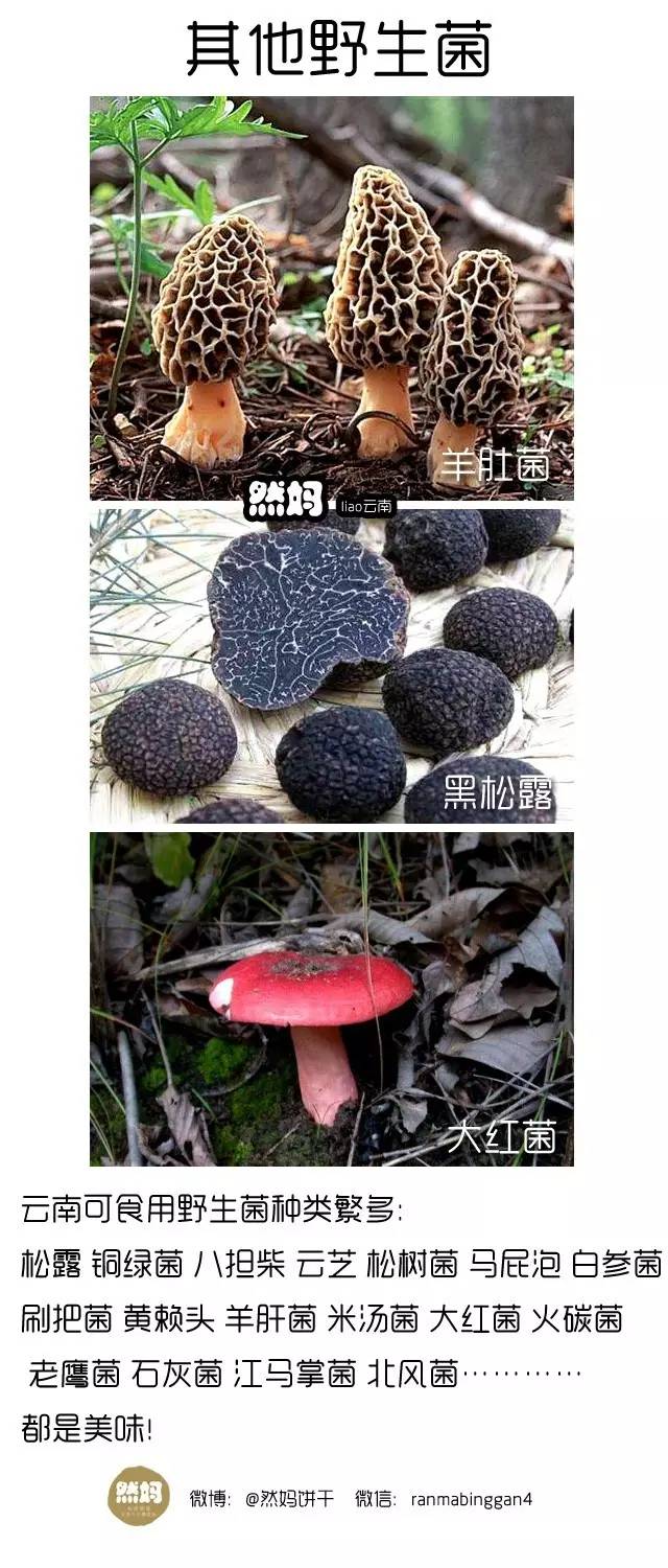 然妈liao云南吃在云南野生菌