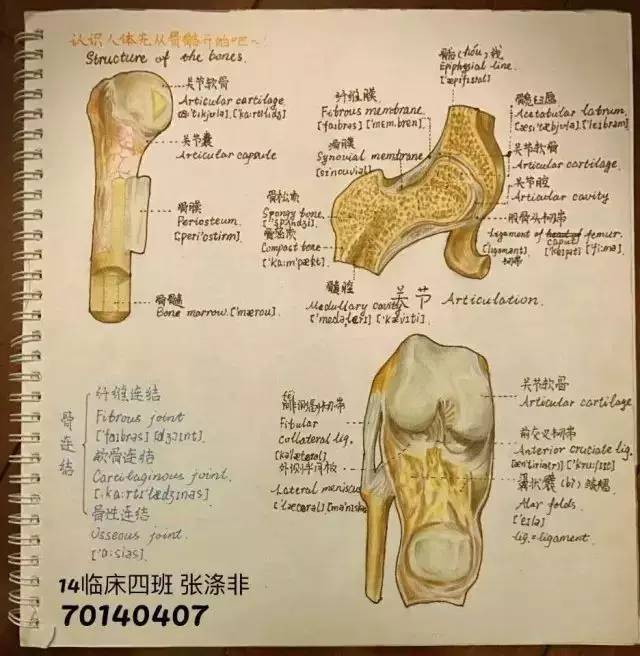 蔡昊然 70160608王徐昱恬 70140727 陈晓莹 前庭蜗器70140303赵钥