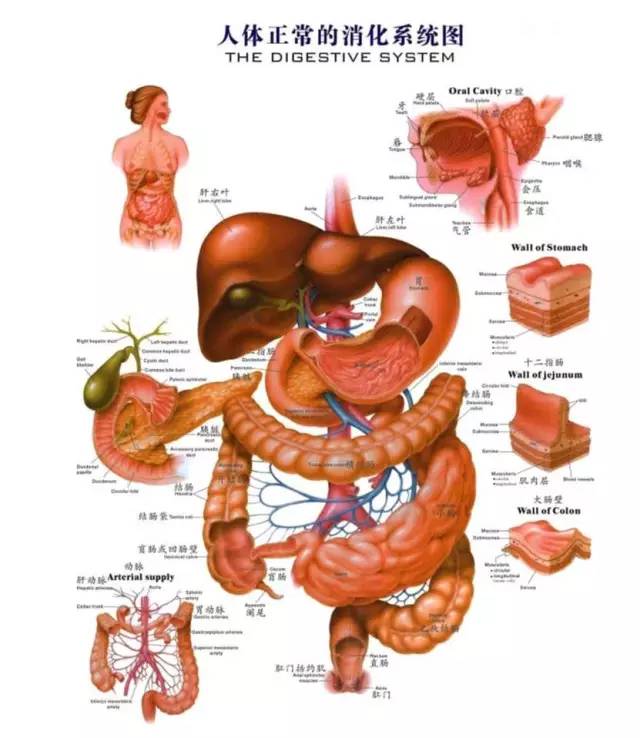 【科普营养】胰腺癌:"你可能得了假的糖尿病……"