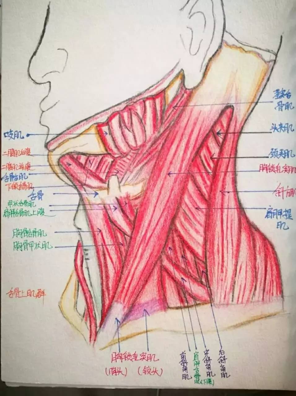 蔡昊然 70160608王徐昱恬 70140727 陈晓莹 前庭蜗器70140303赵钥