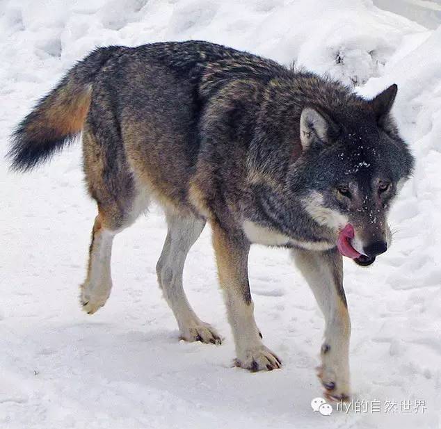 【rlyl物种说】今日-欧亚狼(europese wolf)