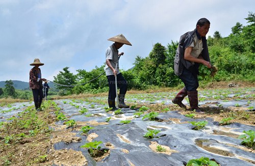 怀化市水路坪村村民正在瓜田追肥.图/红网