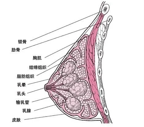 乳腺增生穿什么内衣_乳腺增生挂什么科(3)